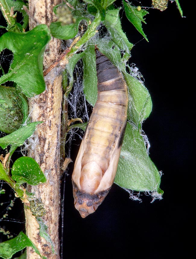 Cydalima perspectalis, Crambidae, Pyrale du buis