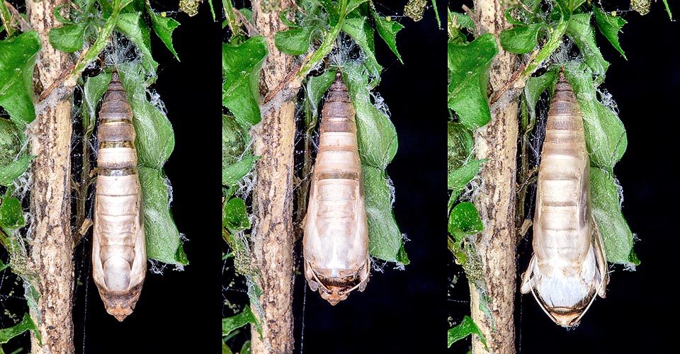 Cydalima perspectalis, Crambidae, Pyrale du buis