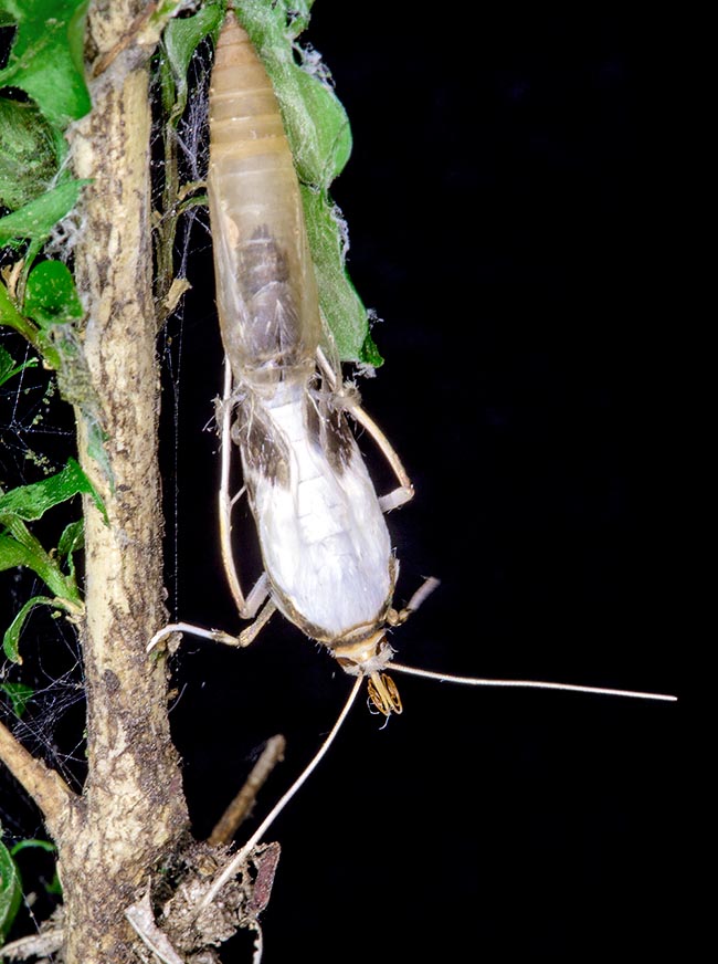 Cydalima perspectalis, Crambidae, Pyrale du buis