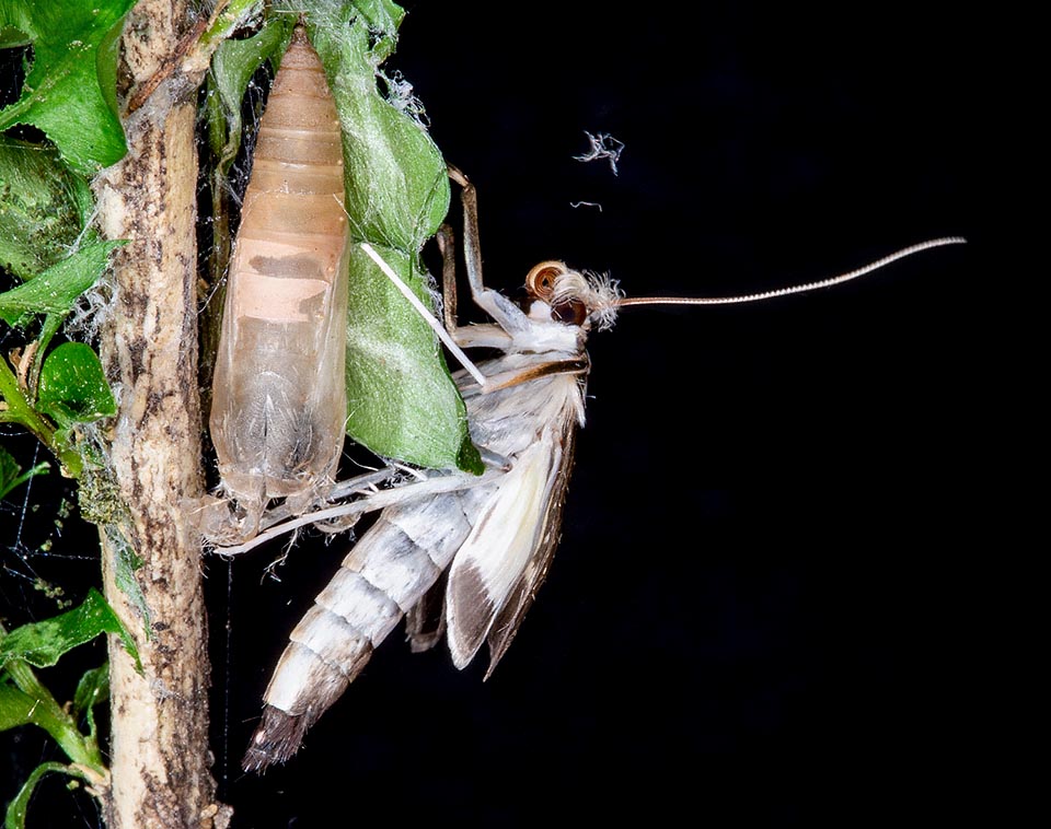 Cydalima perspectalis, Crambidae, Pyrale du buis