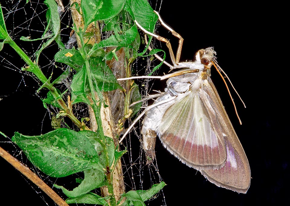 Cydalima perspectalis, Crambidae