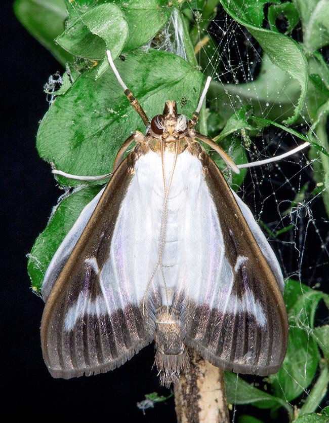 Cydalima perspectalis, Crambidae, Pyrale du buis