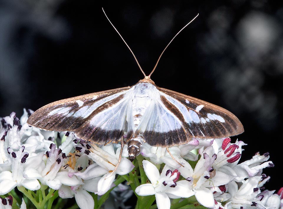 Cydalima perspectalis, Crambidae