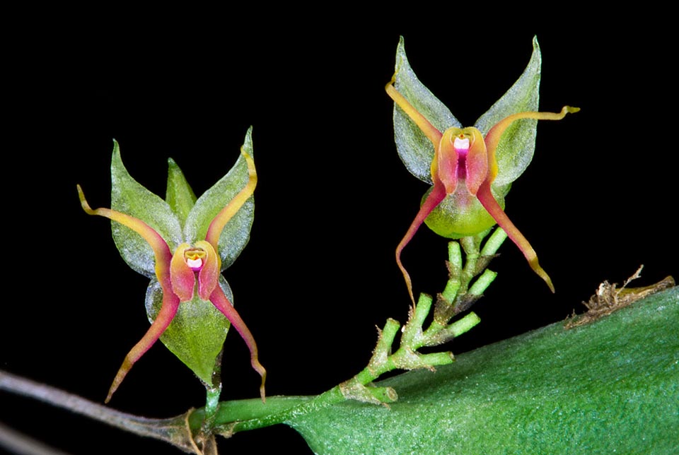 Lepanthes teretipetala, Orchidaceae