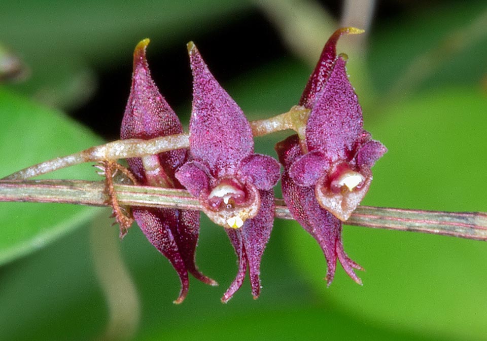 Lepanthopsis prolifera, Orchidaceae