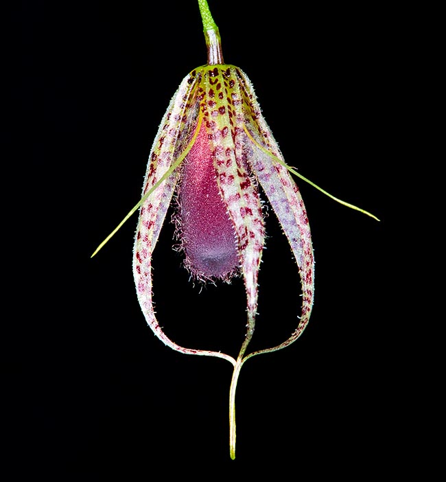 Muscarella megalops, Orchidaceae