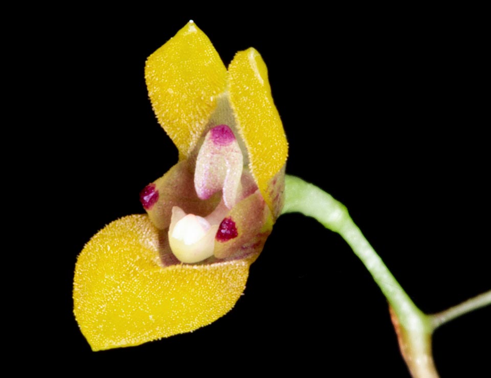 Pabstiella fusca, Orchidaceae