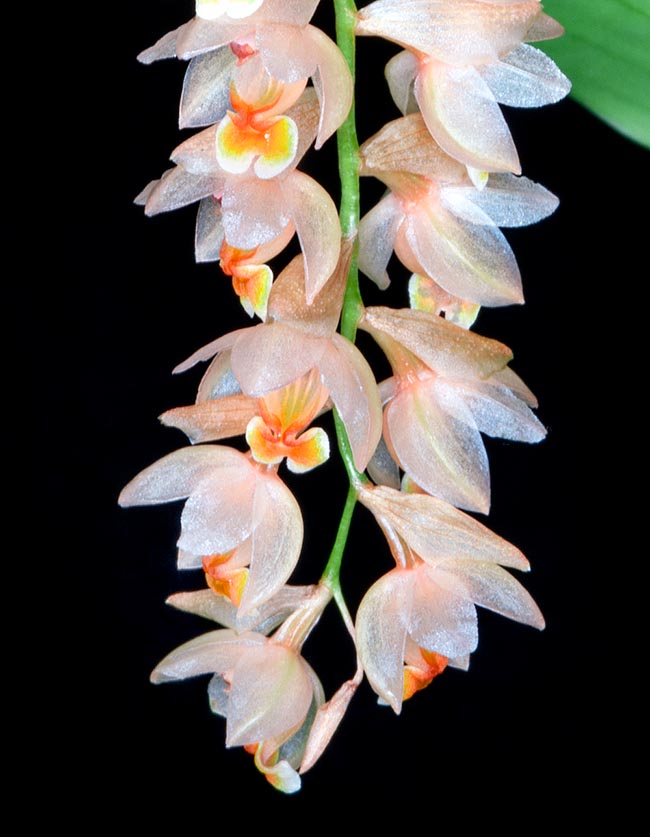 Ses élégantes inflorescences pendantes longues de 5 à 18 cm et au rachis en zigzag sont parfumées 