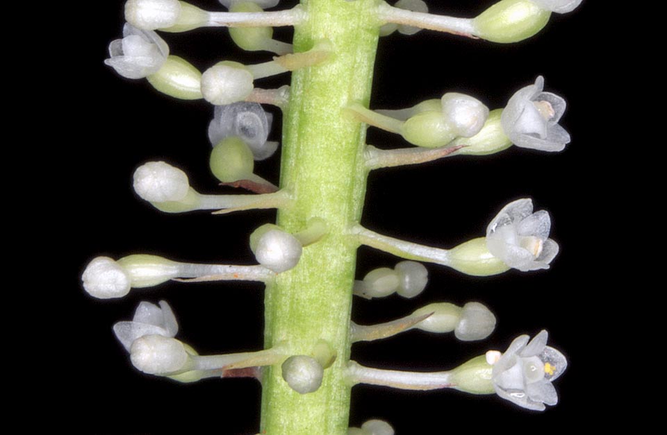 Phreatia micrantha, Orchidaceae