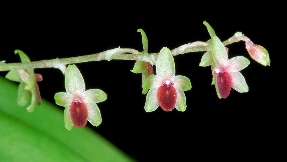 Platystele gyroglossa, Orchidaceae