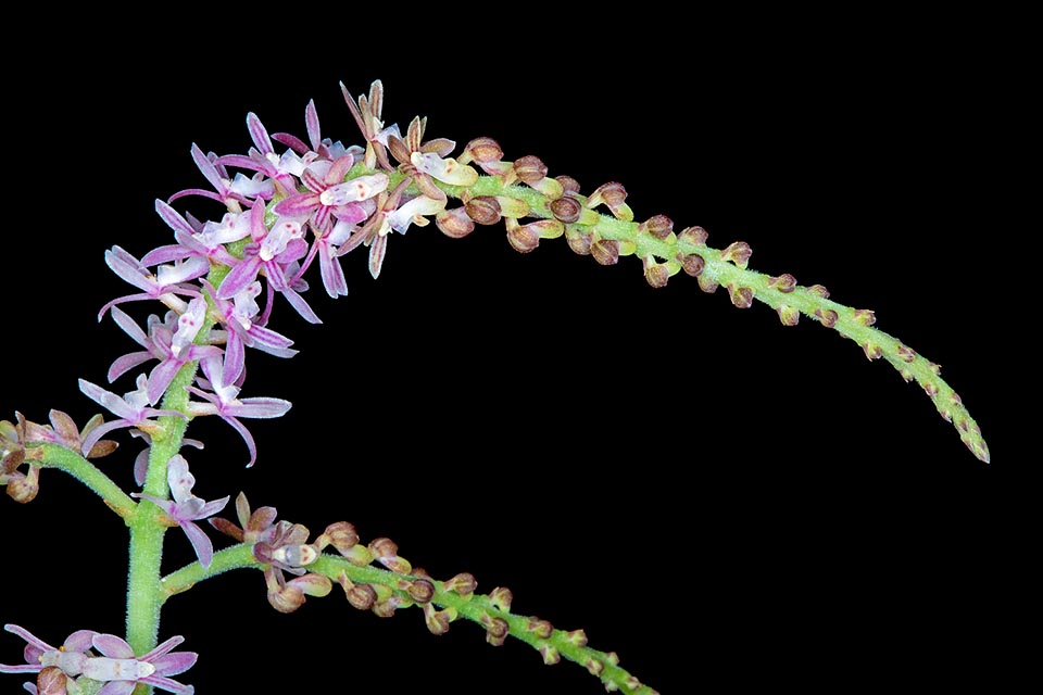 Pomatocalpa kunstleri, Orchidaceae