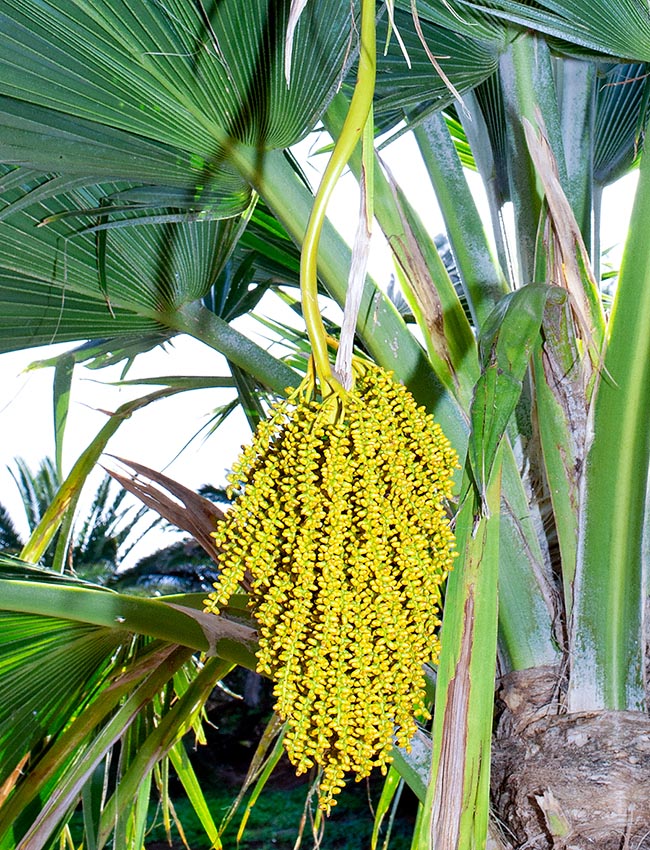 Pritchardia thurstoni, Arecaceae