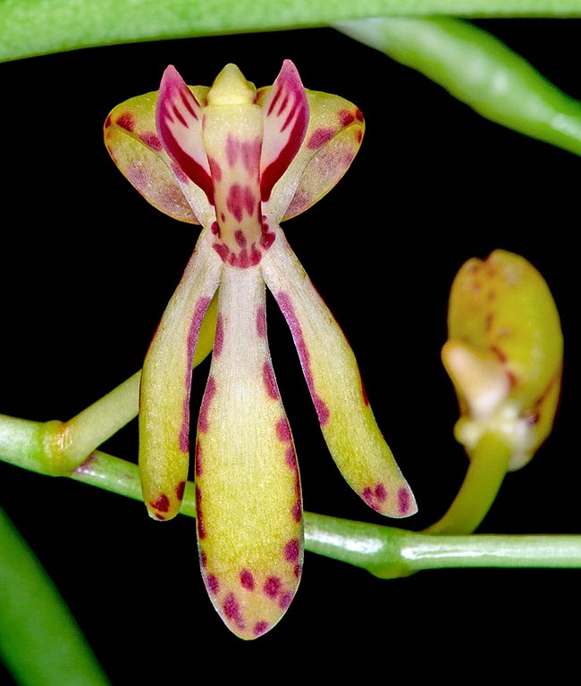 Renanthera histrionica, Orchidaceae