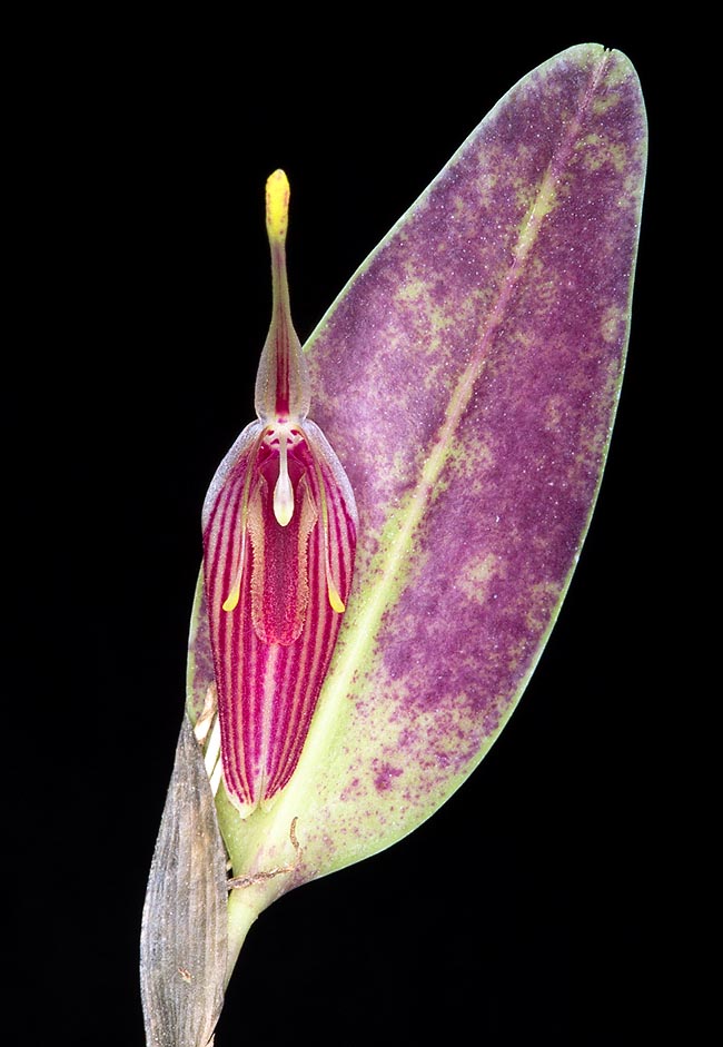 Restrepia limbata, Orchidaceae