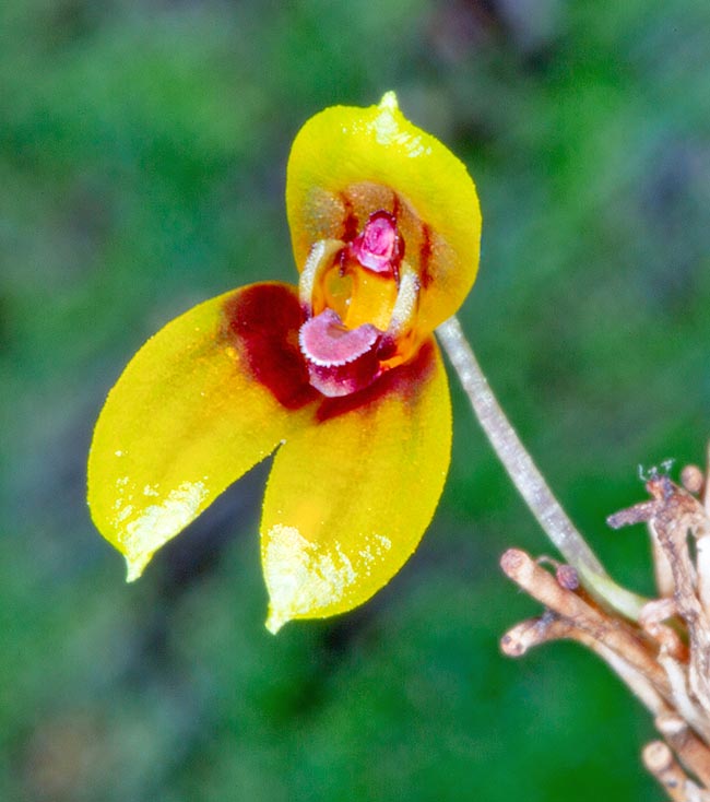 Specklinia brighamii, Orchidaceae