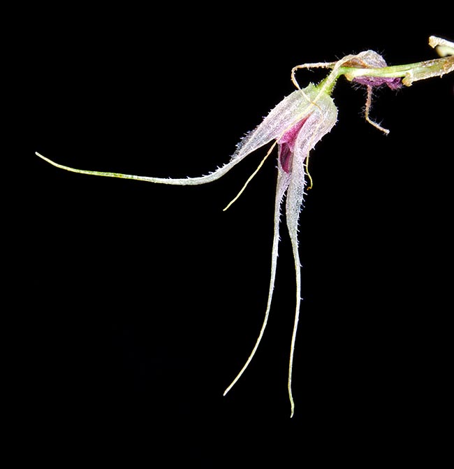 Specklinia cactantha, Orchidaceae