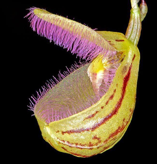 Stelis cypripedioides, Orchidaceae
