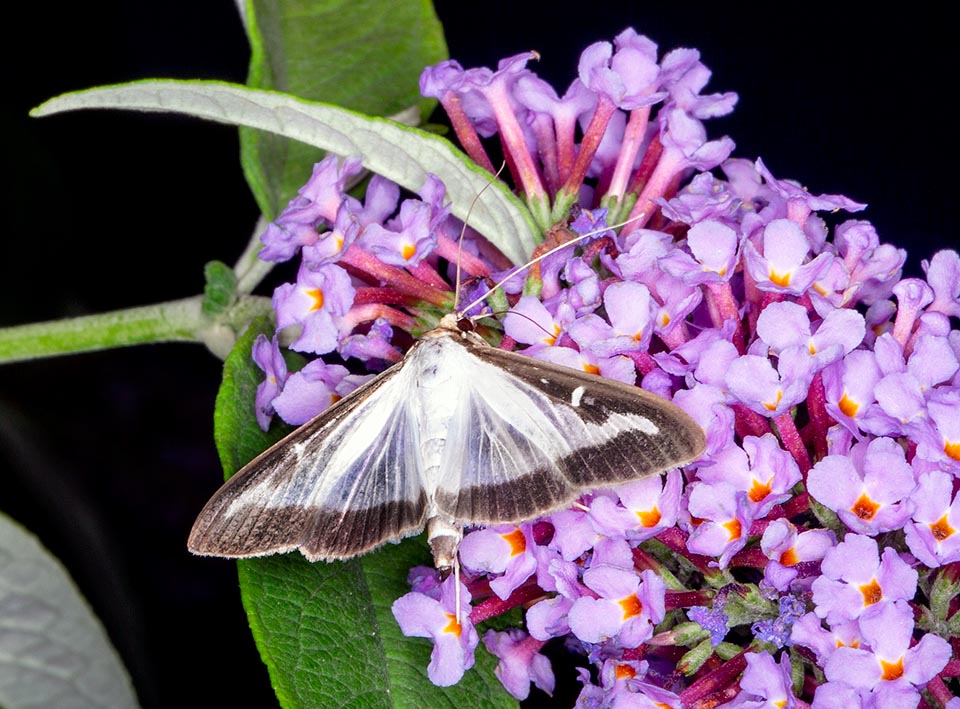 Cydalima perspectalis, Crambidae