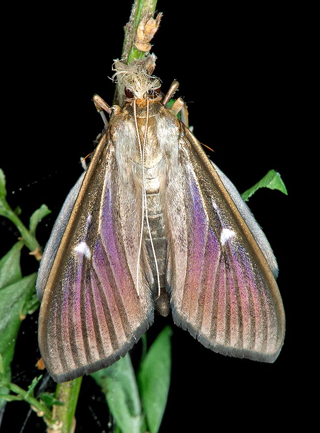 Cydalima perspectalis, Crambidae, Pyrale du buis