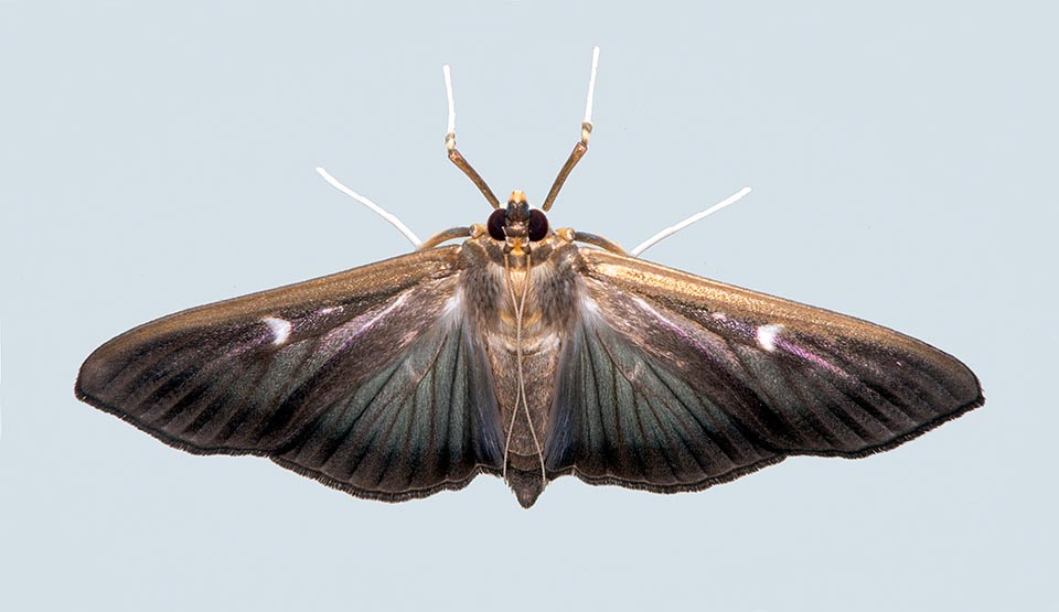 Cydalima perspectalis, Crambidae, Pyrale du buis