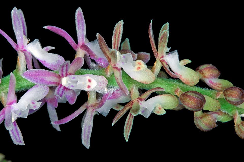 Pomatocalpa kunstleri, Orchidaceae