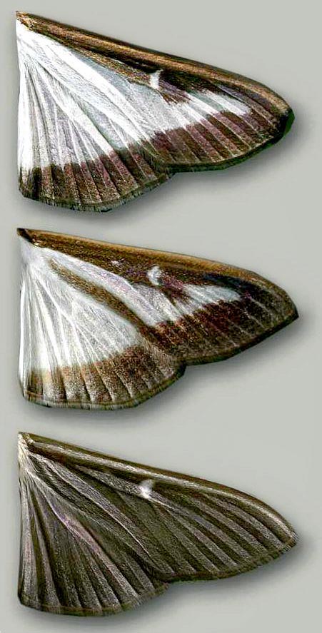 Cydalima perspectalis, Crambidae