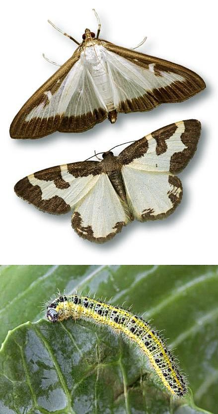 Cydalima perspectalis, Crambidae, Pyrale du buis