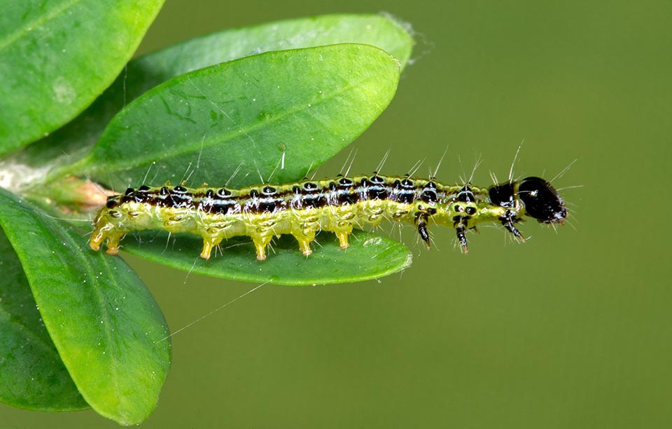 Cydalima perspectalis, Crambidae, Pyrale du buis