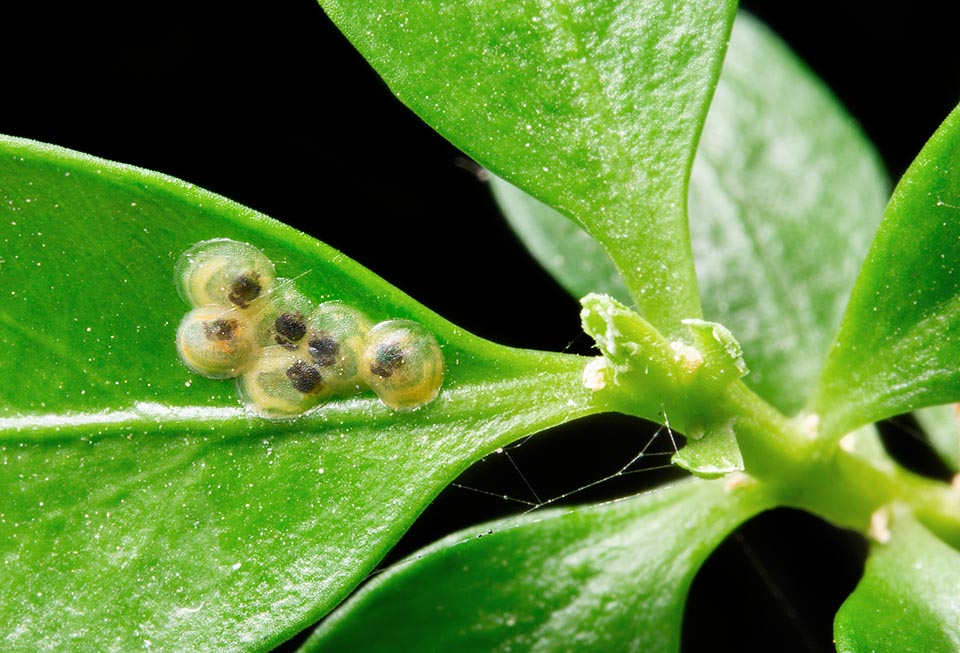 Cydalima perspectalis, Crambidae