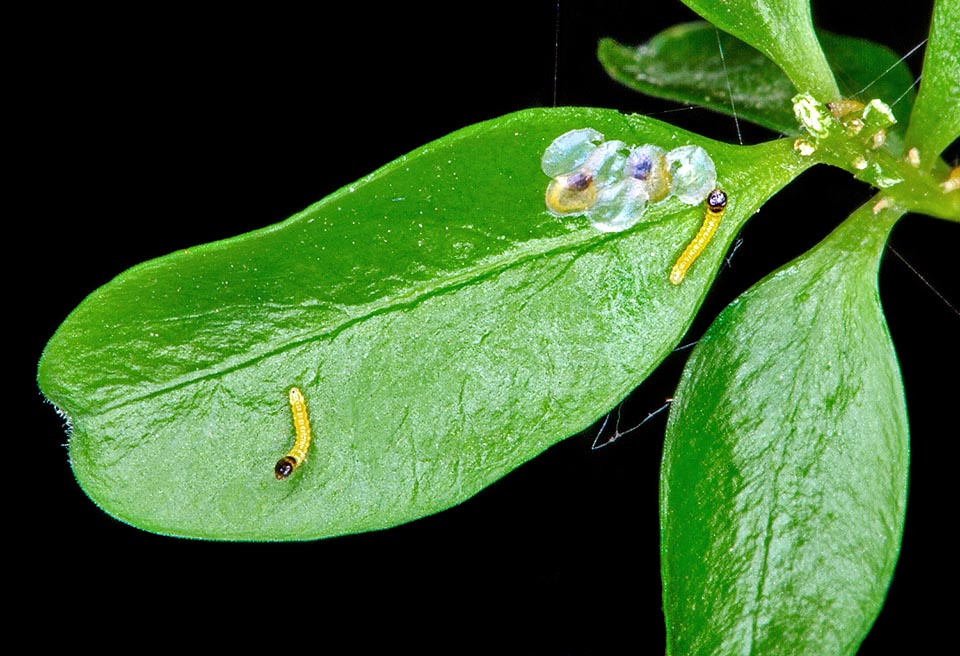 Cydalima perspectalis, Crambidae