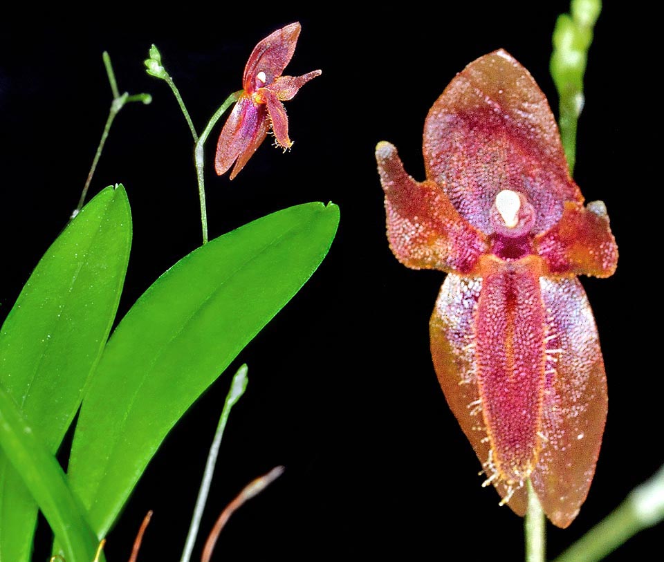 Platystele aurea, Orchidaceae