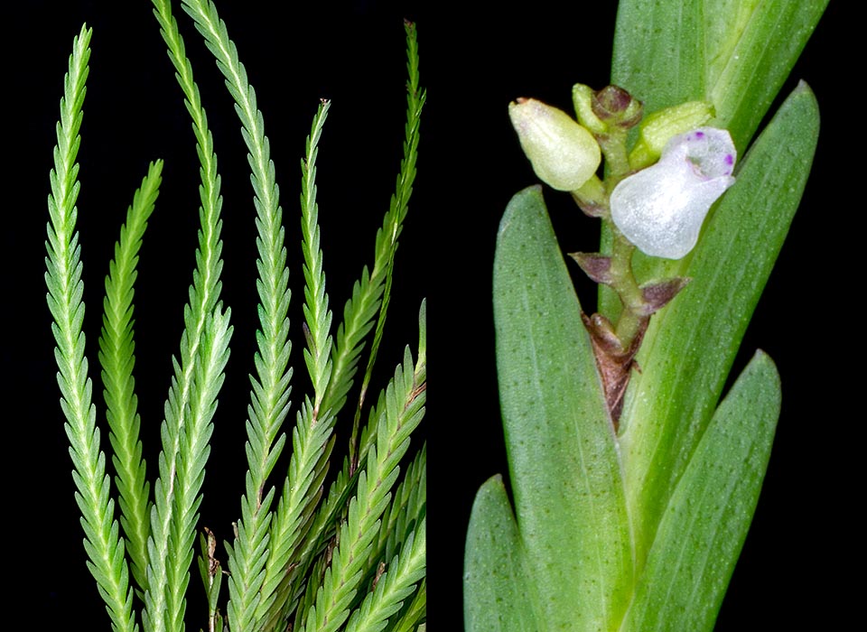Podochilus scalpelliformis, Orchidaceae
