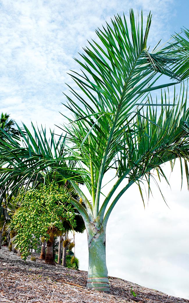 Pseudophoenix sargentii, Arecaceae, buccaneer palm, cherry palm, Florida cherry palm, hog palm, Sargent’s cherry palm