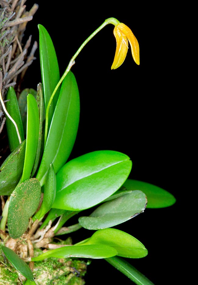 Specklinia chontalensis; Orchidaceae