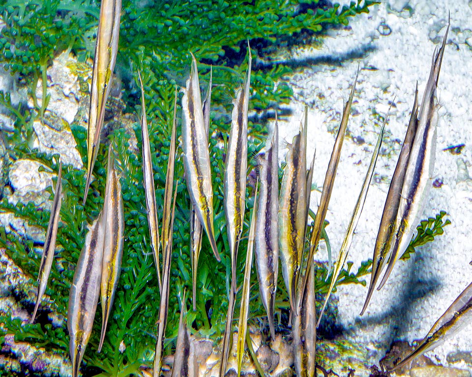 Aeoliscus strigatus, Centriscidae, Razorfish