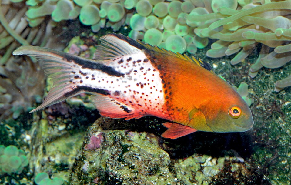 Bodianus anthioides, Labridae