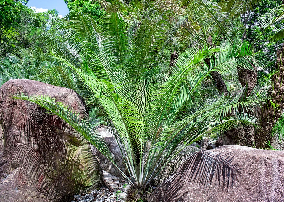 Cearatozamia mexicana, Zamiaceae