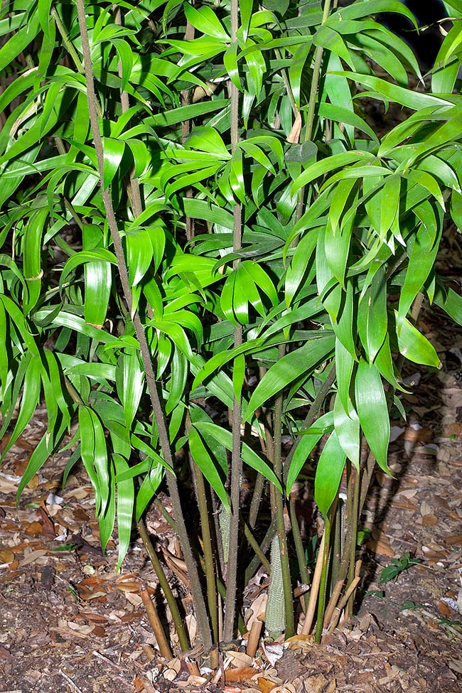Ceratozamia hildae, Zamiaceae