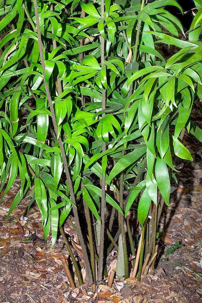 Ceratozamia hildae, Zamiaceae, Bamboo cycad