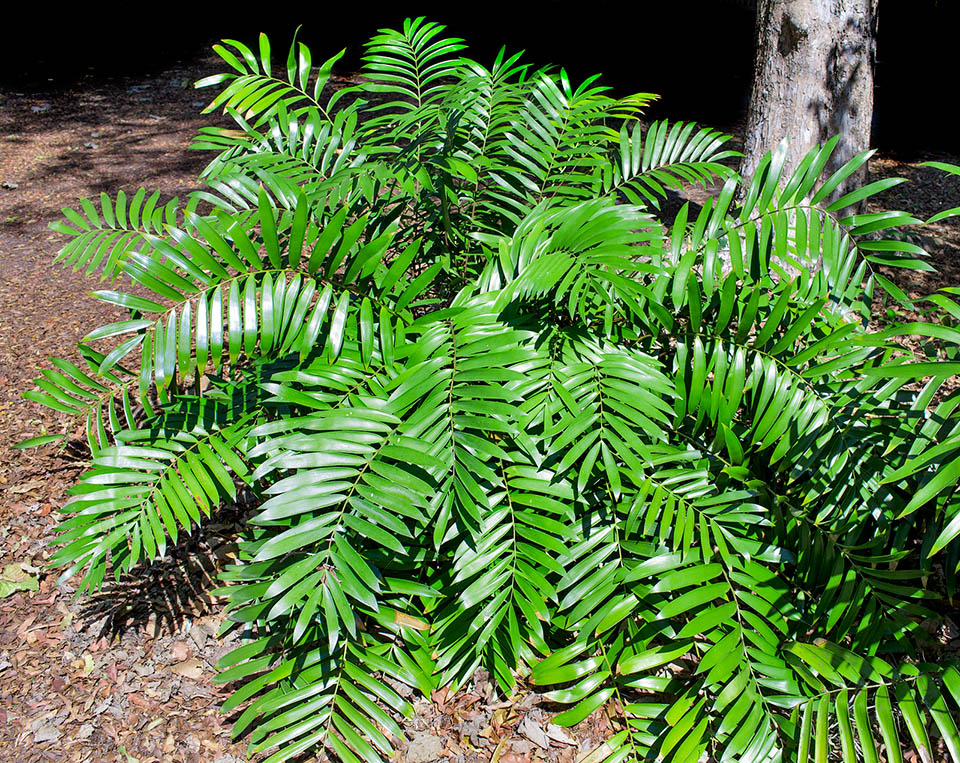 Ceratozamia latifolia, Zamiaceae