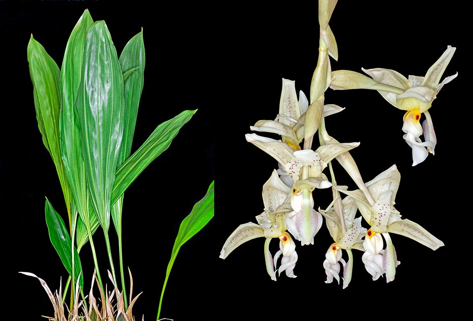 Stanhopea ruckeri is a Central American epiphyte with grooved ovoid pseudobulbs, 4-7 cm long and about 4 cm broad, bearing only one 20-55 cm leaf at the apex. On the right a portrait of the hanging lateral inflorescence, 20-35 cm long. It has 3-10 showy flowers of 10-14 cm of diametre emitting a light fragrance