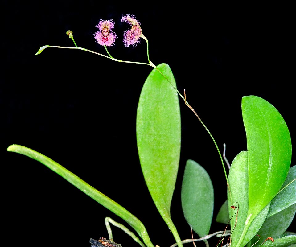 Stelis villosa, Orchidaceae