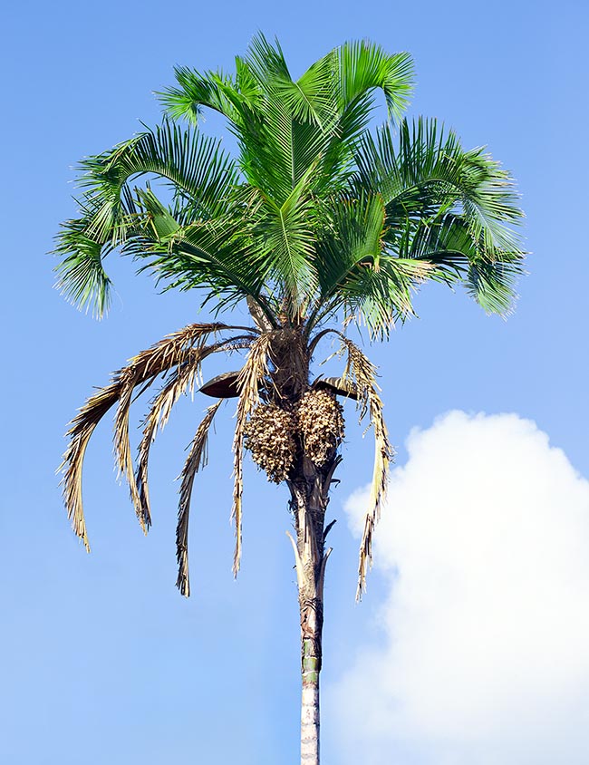 Syagrus botryophora, Arecaceae, pati queen palm, slender queen palm