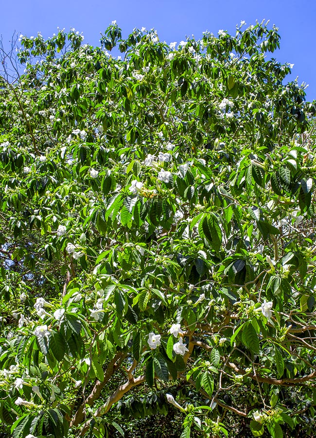 Tabernaemontana litoralis, Apocynaceae, milky way tree 