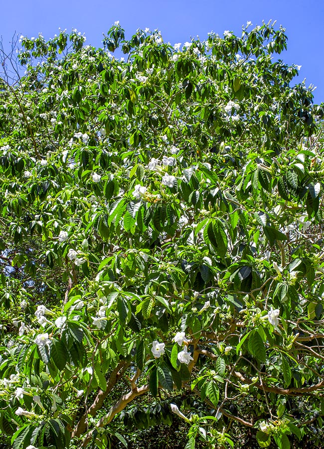 Tabernaemontana litoralis, Apocynaceae, milky way tree