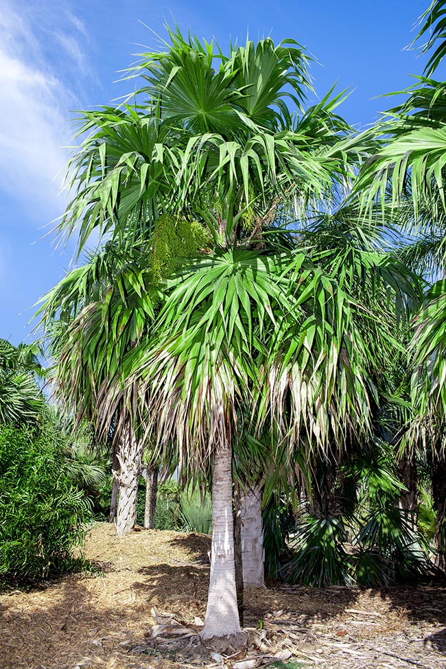 Thrinax parviflora, Arecaceae, broom palm, mountain thatch palm, palmetto thatch, thatch palm, thatch pole
