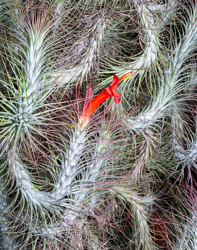 Tillandsia andreana, Bromeliaceae