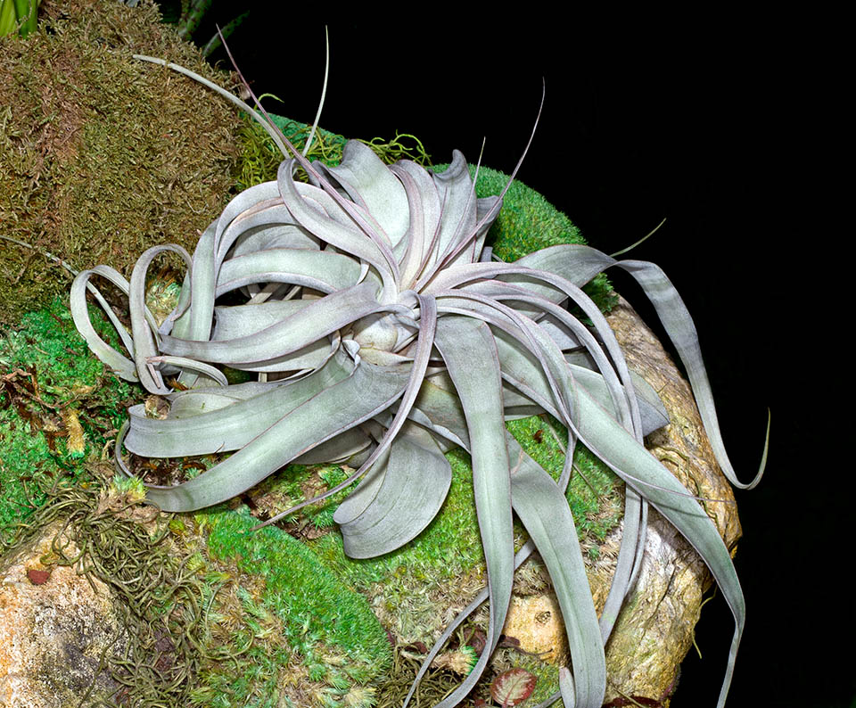 Tillandsia streptophylla, Bromeliaceae, Shirley Temple