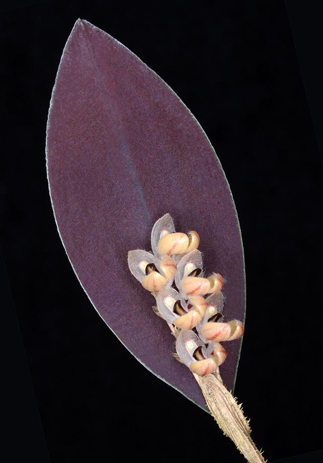 Trichosalpinx rotundatan Orchidaceae