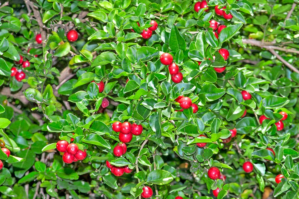 Triphasia trifolia, Rutaceae